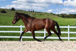 RARE OPPORTUNITY TO RIGHT HOME – DRESSAGE AND BREEDING – MY LOSS IS YOUR GAIN!