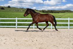 RARE OPPORTUNITY TO RIGHT HOME – DRESSAGE AND BREEDING – MY LOSS IS YOUR GAIN!